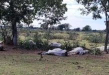 Frio provoca morte de 83 bovinos em fazendas de Mato Grosso do Sul
