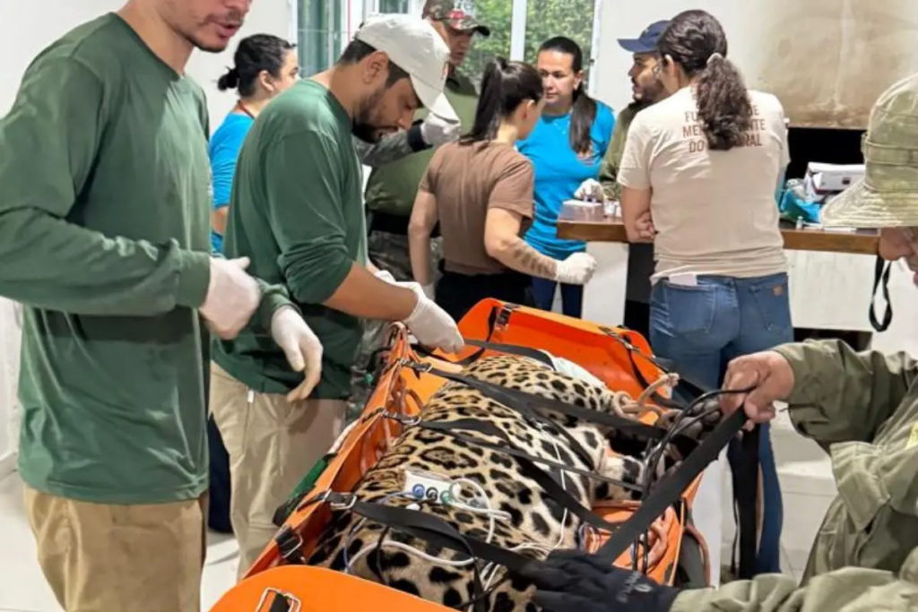 Força-tarefa captura onça pintada após ataques a animais domésticos