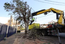 Dourados acelera supressão de árvores condenadas e ultrapassa mil mudas plantadas