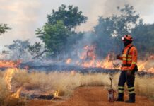 Bombeiros de MS se preparam para temporada de incêndios florestais com treinamentos e ações em campo