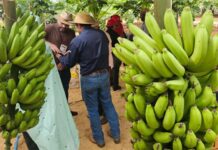 Tecnofam: o professor que plantou banana para dar errado e virou vitrine da agricultura familiar