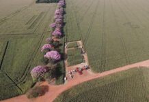 Reforma Tributária trará novos desafios e oportunidades para produtores de soja e milho de Mato Grosso do Sul