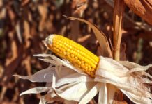 Colheita do milho registra atraso e alcança apenas 0,1% da área cultivada em Mato Grosso do Sul