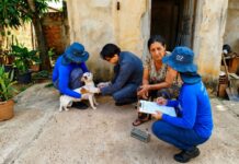 Campo Grande amplia monitoramento da leishmaniose visceral canina