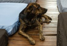 Campanha Cobertor Pet arrecada itens para animais na Capital