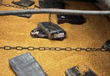 DOF encontra mais de 2 toneladas de maconha escondidas em carga de milho em MS