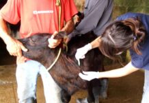 Vacinação contra brucelose em bezerras entra na reta final e termina no dia 30 em MS