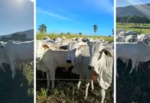 UEMS vai leiloar 45 bovinos nelore avaliados em mais de R$ 131 mil