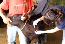 Iagro avisa: prazos para campanha de vacinação de bezerras contra brucelose continuam inalterados em MS