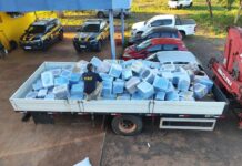 PRF apreende quase 5 t. de maconha escondida em sementes de girassol