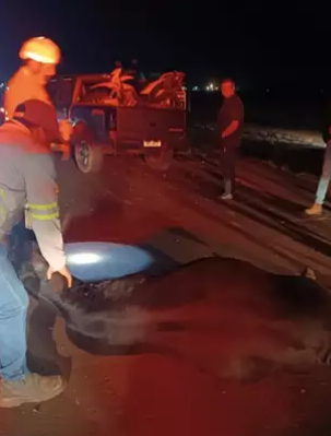 Seis vacas morrem após serem atropeladas por caminhonete na BR-163 Seis vacas morrem após serem atropeladas por caminhonete na BR-163
