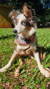 Tutora e enfermeira são indiciadas por abandono de cachorro em Campo Grande Tutora e enfermeira são indiciadas por abandono de cachorro em Campo Grande