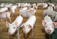 Boletim mostra crescimento da suinocultura em MS com exportações em alta e ajuste no mercado interno