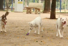 Lei torna crime exercício ilegal da medicina veterinária