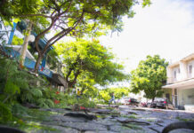 Consulta pública do Plano de Arborização Urbana continua aberta em Corumbá