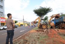 Dourados inicia revitalização de canteiros centrais em quatro pontos da cidade