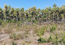 MPMS firma TAC para recuperação ambiental de área desmatada irregularmente em Corumbá