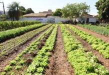 FAC e Emha realizam intercâmbio socioambiental para idosos