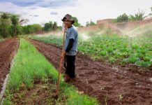 Novo programa liga agricultura familiar ao combate à fome