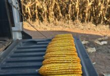 Colheita do milho alcança 24% da área cultivada em Mato Grosso do Sul