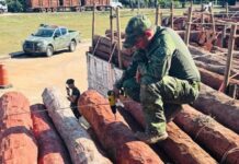 Laudos da PF descartam cocaína em 260 toneladas de madeira apreendidas em Corumbá