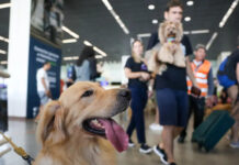 Viaja com seu pet? Pesquisa nacional recebe respostas só até 10 de julho