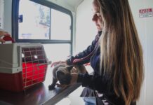 Consultório Móvel leva consultas e vacinação gratuita para pets na Vila Nhanhá