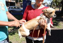 Dourados mantém vacinação intensificada de animais acolhidos por protetores e ONGs