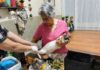 Dourados já vacinou quase 700 animais acolhidos por protetores e ação segue em julho
