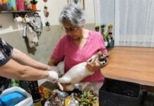 Dourados já vacinou quase 700 animais acolhidos por protetores e ação segue em julho