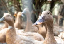 Sanciona lei que proíbe produção e comercialização de fois gras