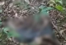 Corpo em avançado estado de decomposição é encontrado perto de Horto Florestal em MS