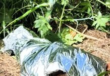 Homem passa mal, perde a consciência e morre às margens da BR-262