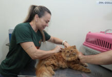 Cães e gatos terão consultas e vacina contra a raiva de graça nesta semana em Campo Grande