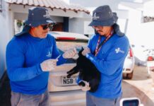 Campo Grande amplia vacinação antirrábica de cães e gatos neste fim de semana