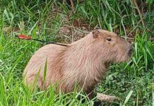 Flagrada com flecha cravada nas costas, capivara é procurada na Capital