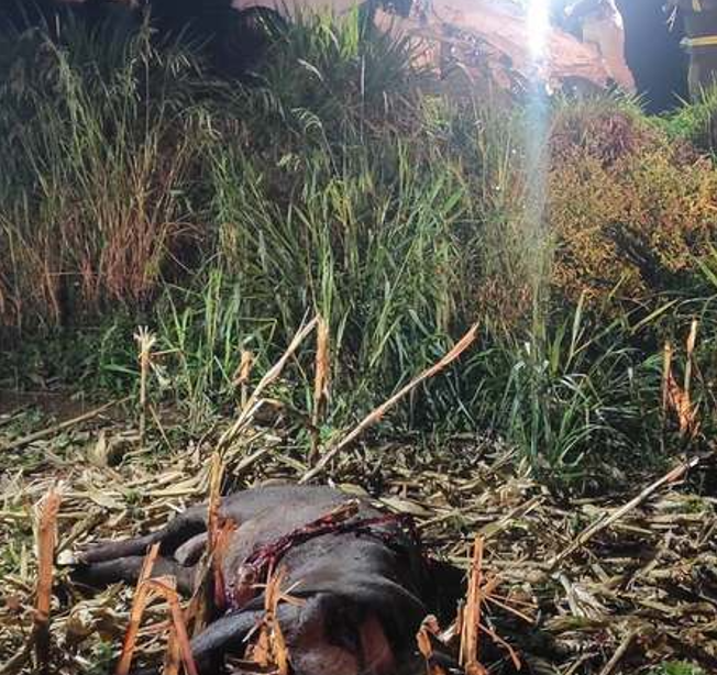 Casal morre após carro atingir anta e bater em carreta carregada com etanol na BR-267 Casal morre após carro atingir anta e bater em carreta carregada com etanol na BR-267