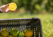 Laranja azeda de MS atrai investimento francês para produção de óleos essenciais