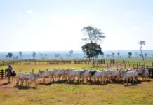 Agro acompanha transformação de Campo Grande e segue como base da economia