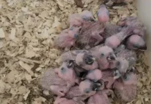 Operação Bocaiúva vai intensificar proteção a aves em fase de reprodução em MS