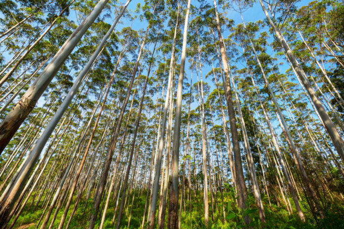 Eucalyptus