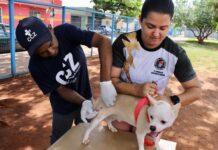 Vacinação antirrábica vai percorrer 300 mil imóveis em Campo Grande