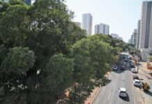 Da muda ao manejo, arborização exige planejamento permanente