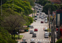Dia da Árvore reforça importância da arborização na Capital