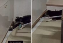 Mulher é investigada por maus-tratos contra gato em MS: “crio cachorro para matar”, disse