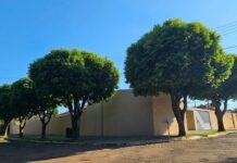Dia da Árvore: Sombra para todos na esquina verde dos seis oitis