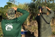 Big Day: Mato Grosso do Sul lidera contagem de araras-azuis