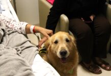 Alfredinho e outros cães espalham alegria durante visita ao Hospital Cassems de Dourados