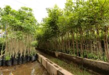 Prefeitura de Dourados incentiva projetos de arborização e recuperação ambiental