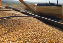Colheita do milho caminha para a reta final e produtores já preparam o terreno para o plantio da soja